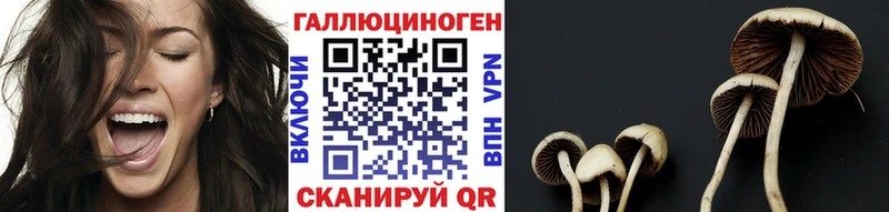 Купить закладки Вышний Волочёк Галлюциногенные грибы Psilocybe